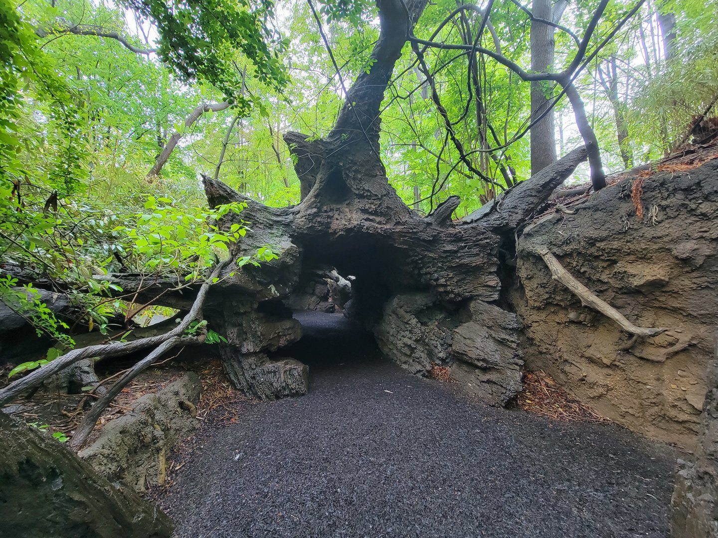Bronx - Congo, Walk-through fallen tree