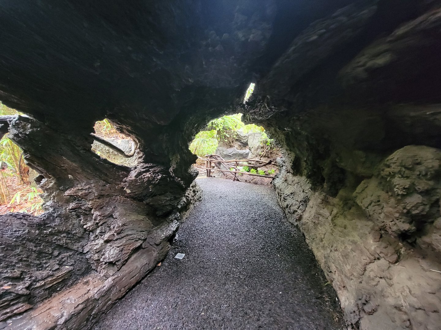 Bronx - Congo, Walk-through fallen tree