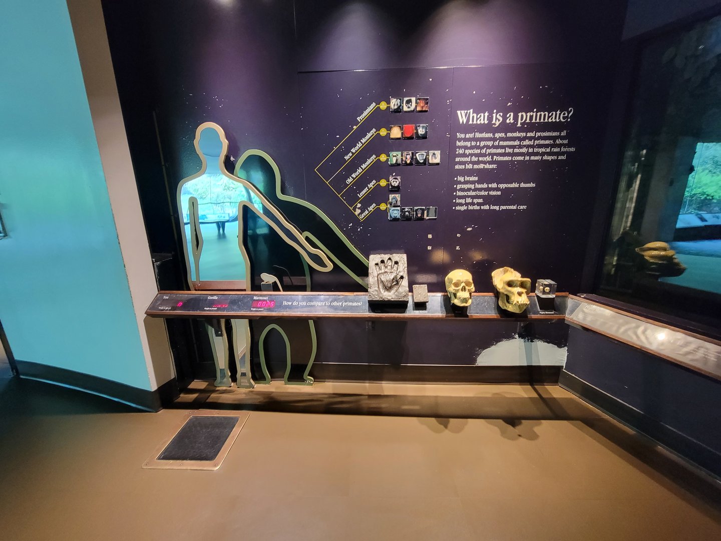 Bronx - Congo, What is a primate?