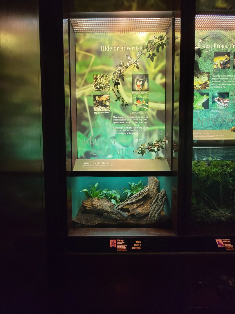 Bronx - Congo, white-spotted assassin bug