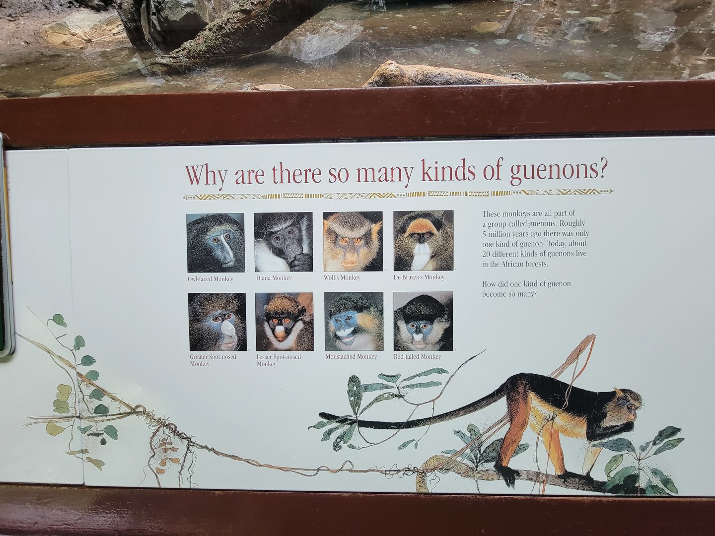 Bronx - Congo, Why are there so many kinds of guenons?