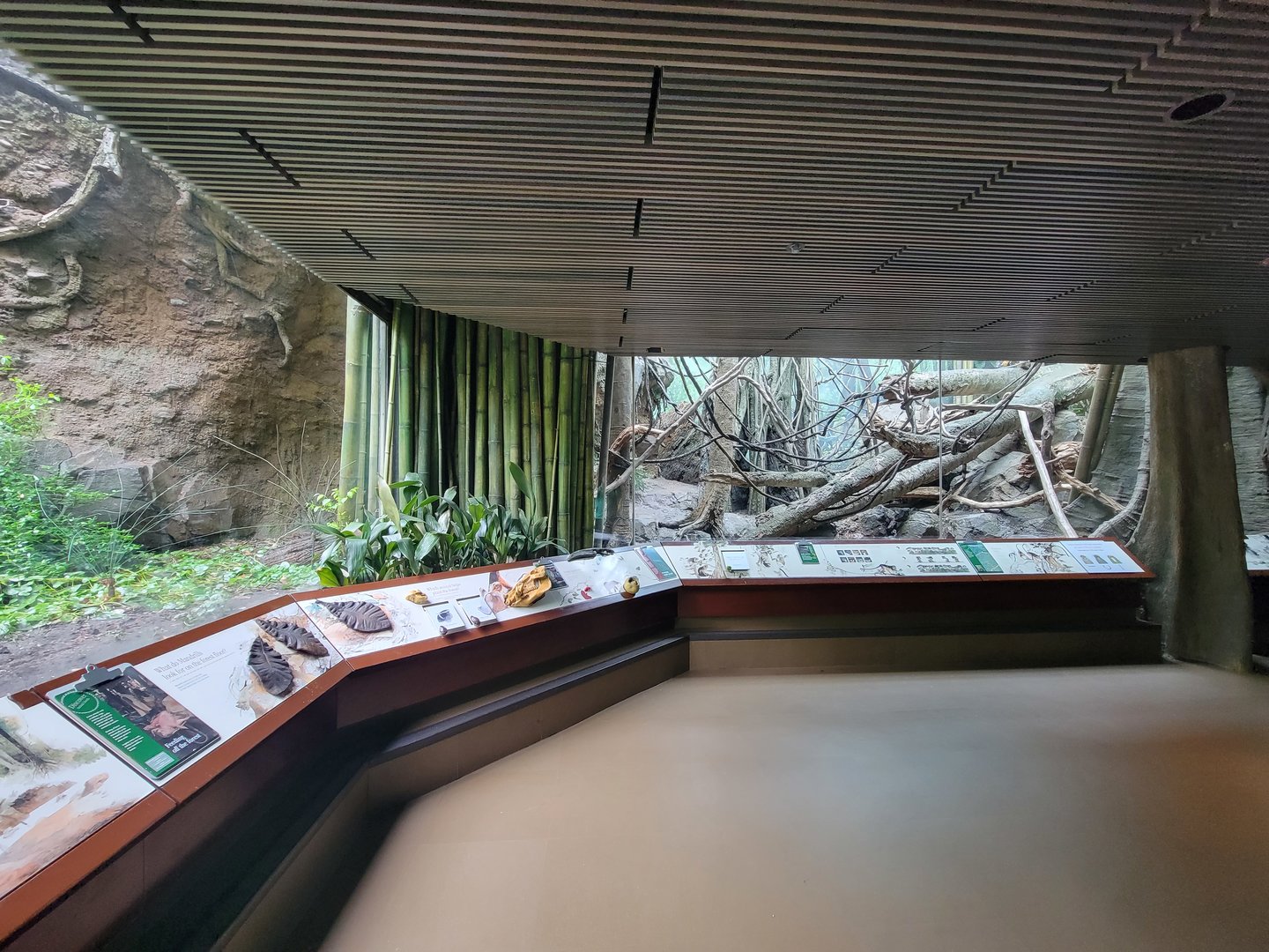 Bronx - Congo, Wolf's guenon exhibit