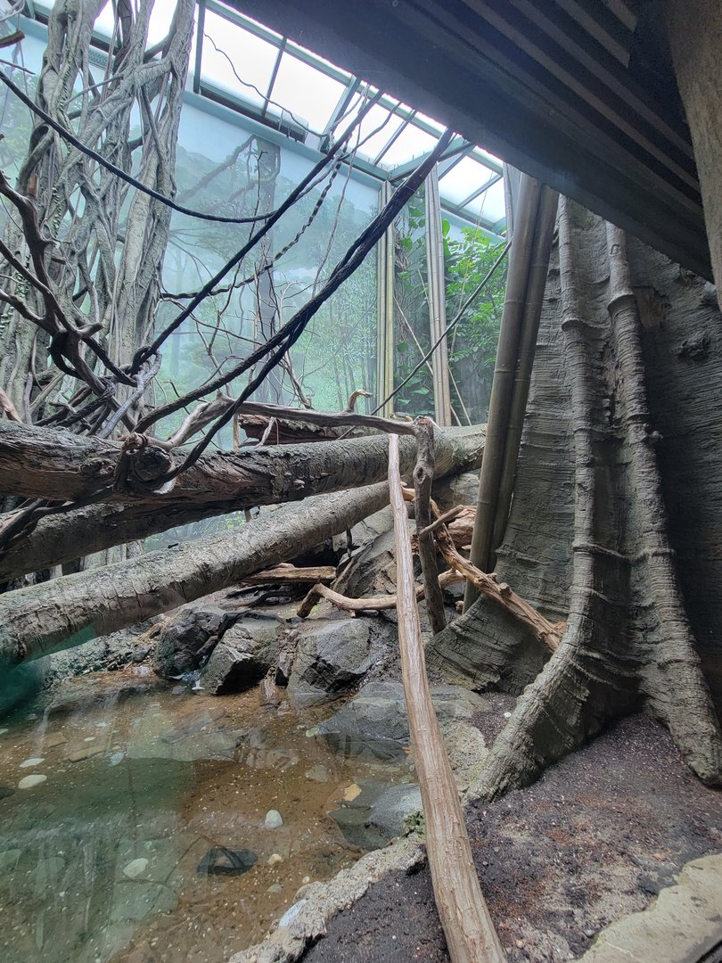 Bronx - Congo, Wolf's guenon exhibit