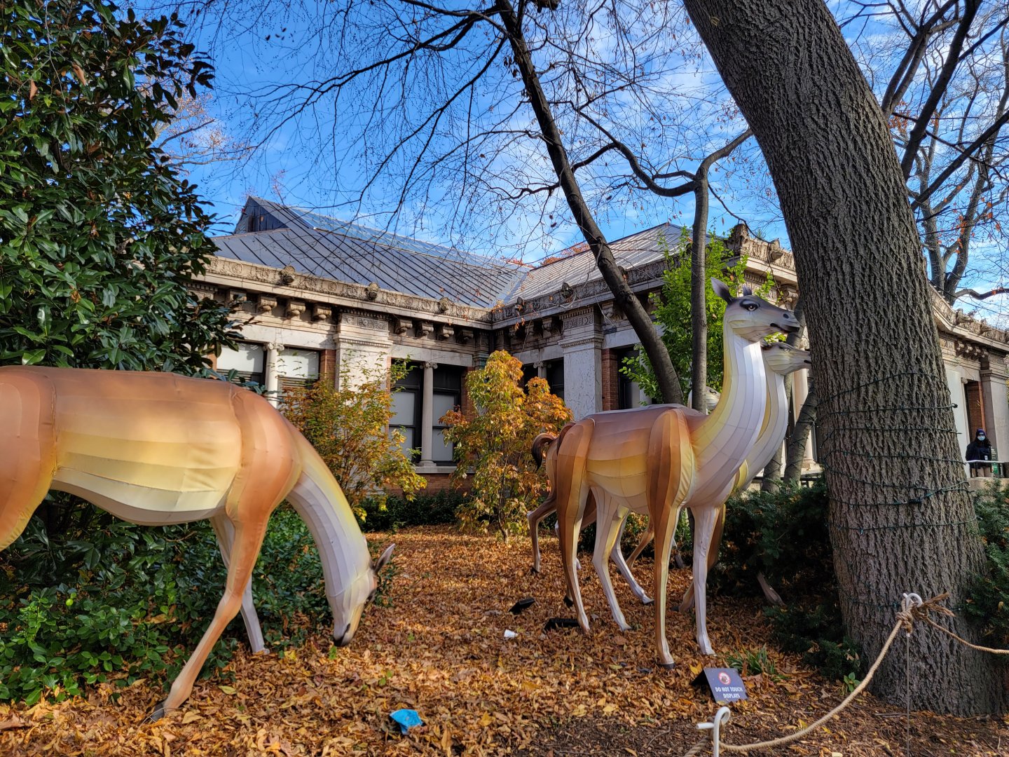 Bronx - Guanaco holiday lights outside reptile house