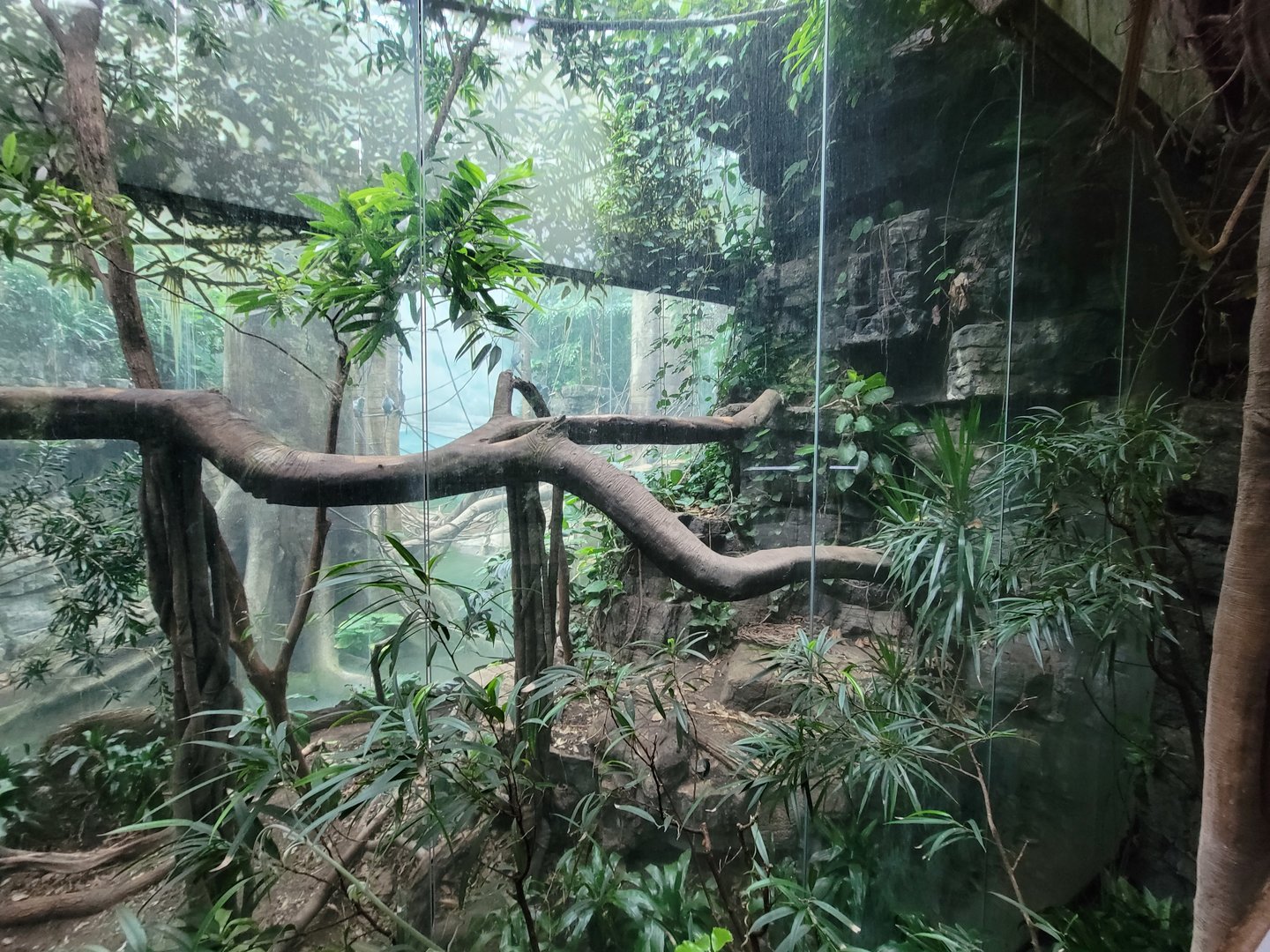 Bronx - Jungle World, Leopard exhibit