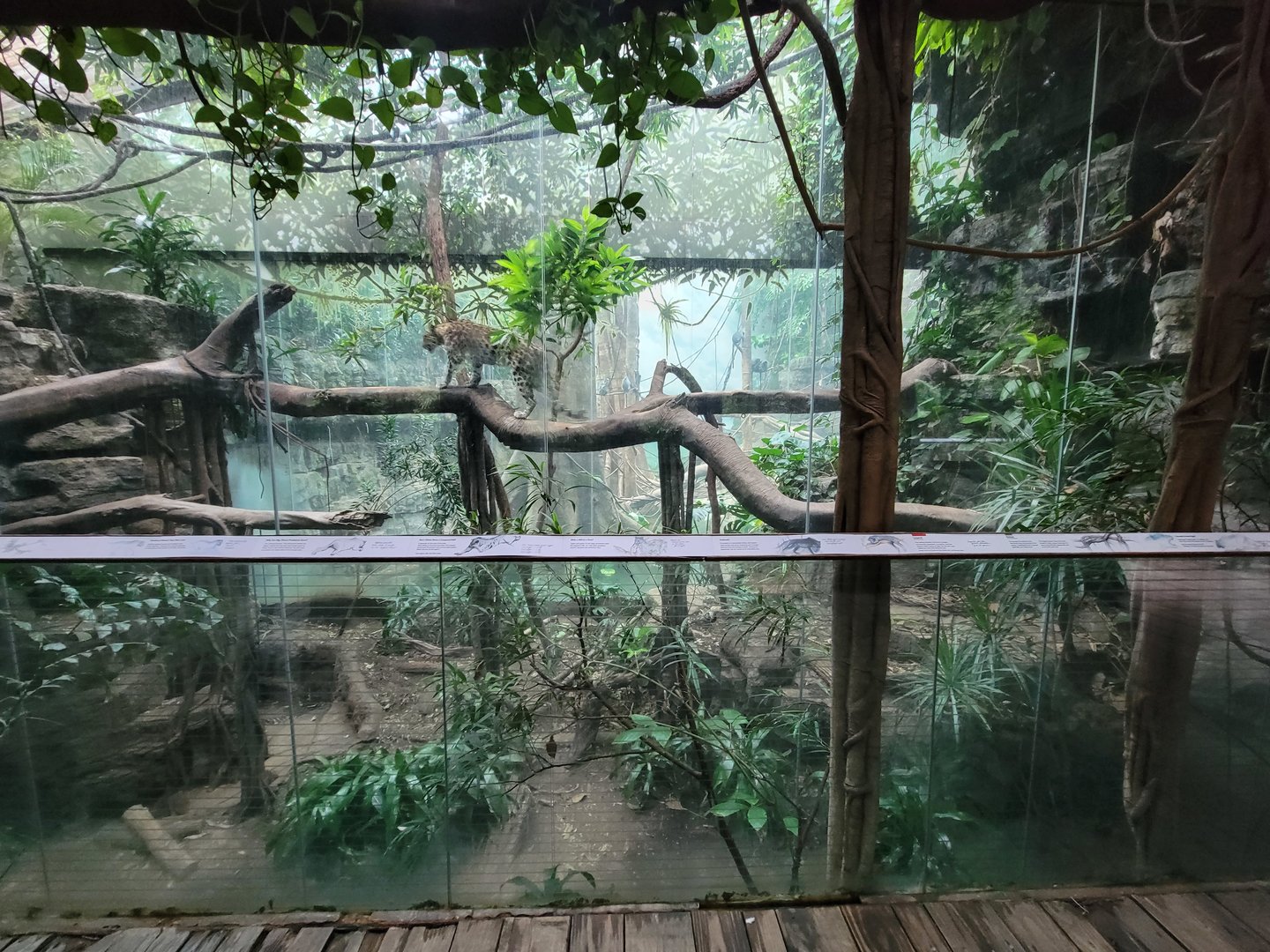 Bronx - Jungle World, Leopard exhibit
