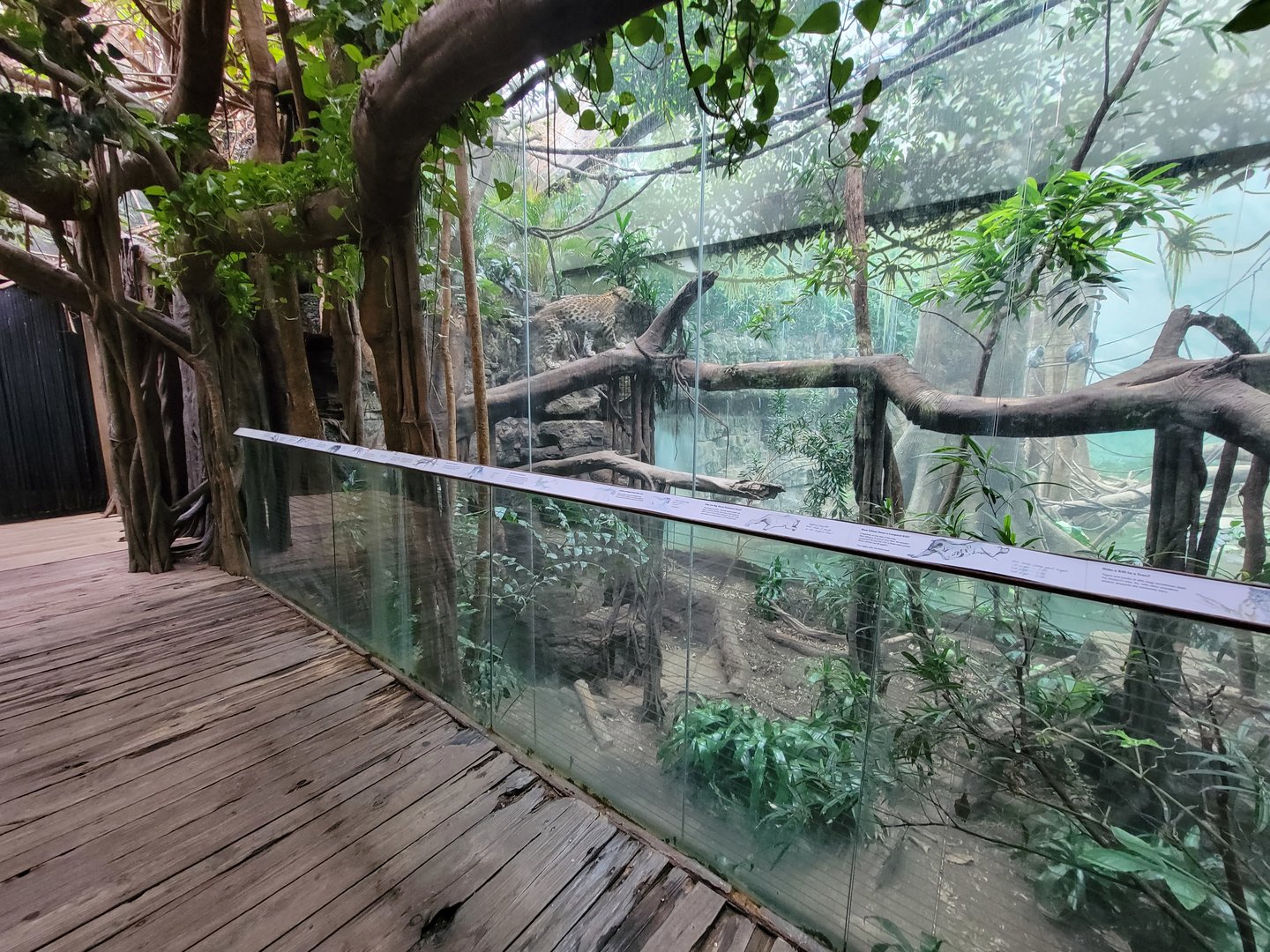 Bronx - Jungle World, Leopard exhibit