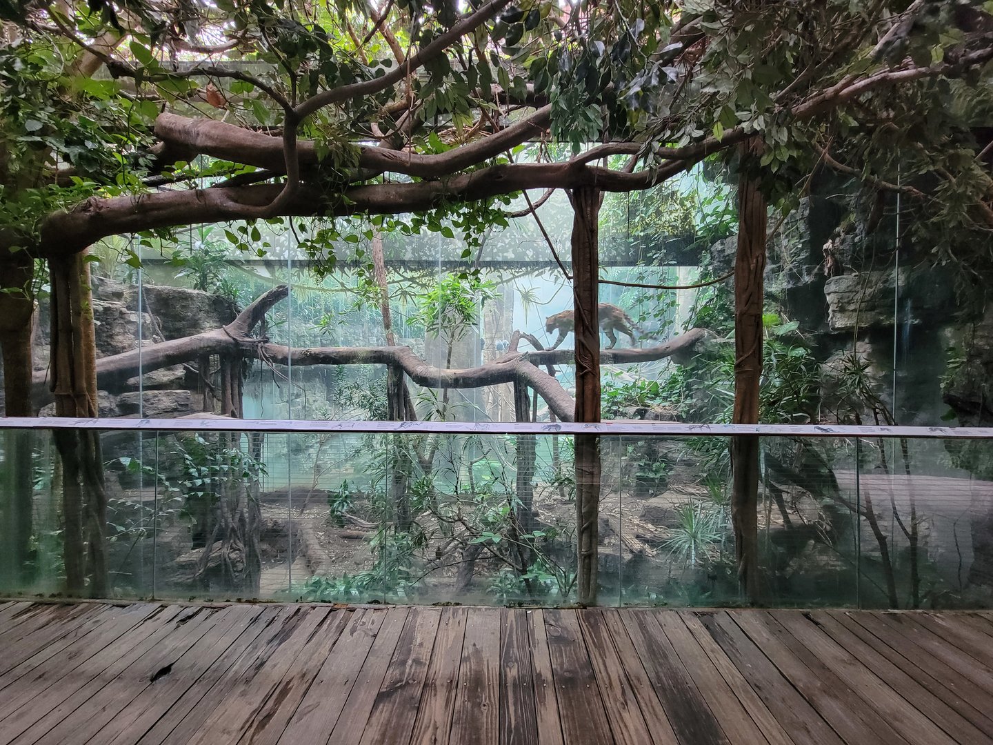 Bronx - Jungle World, Leopard exhibit