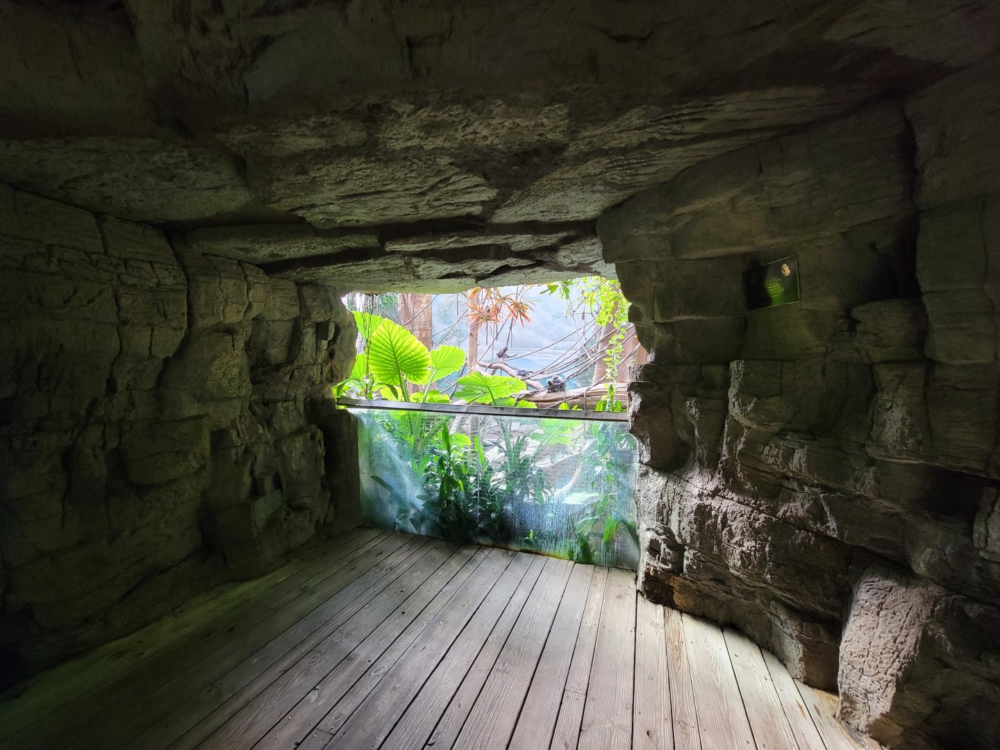 Bronx - JW - Another window to see the Leaf Monkeys