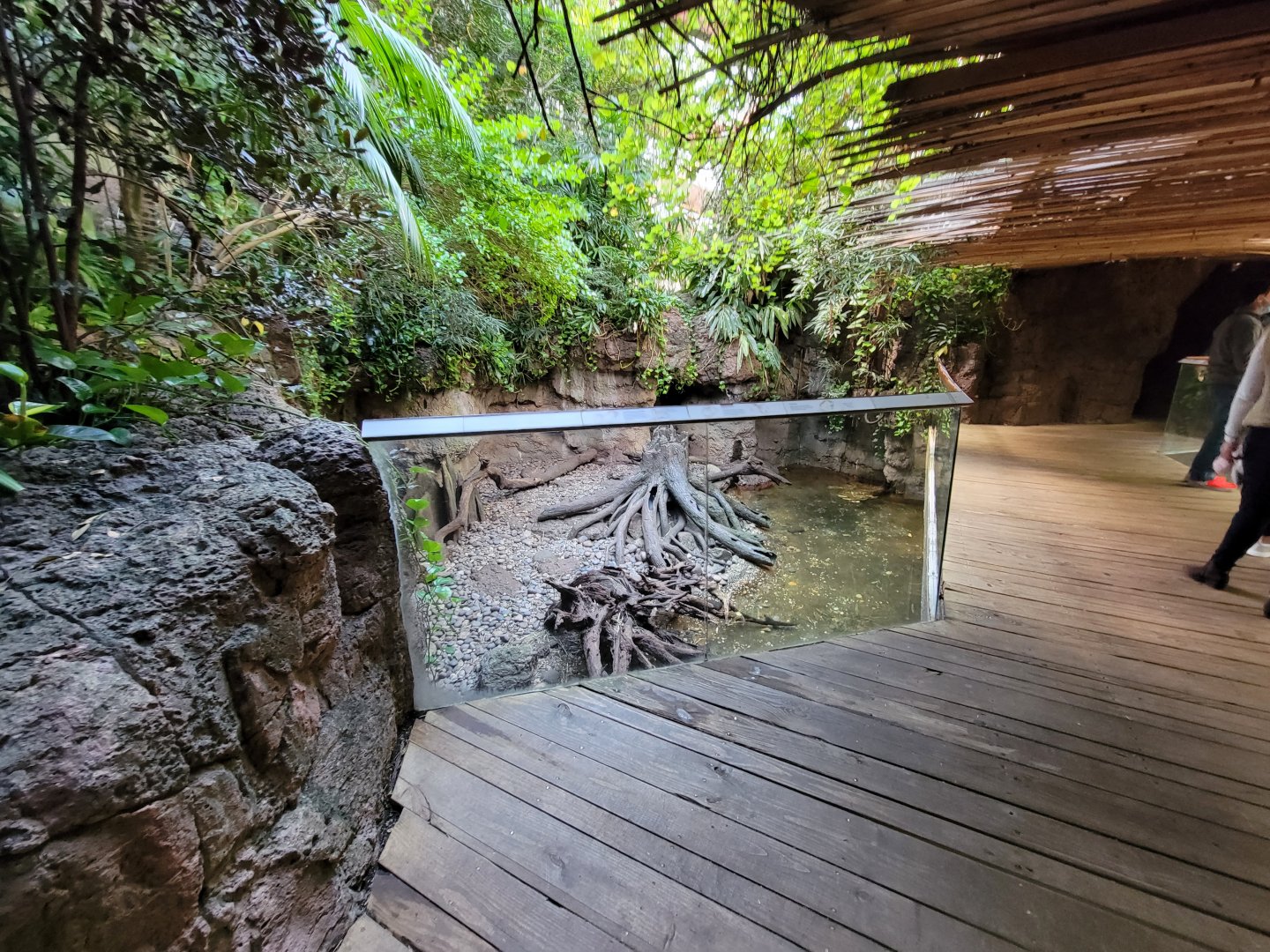 Bronx - JW - Asian Small-Clawed Otter, Asian Brown Tortoise