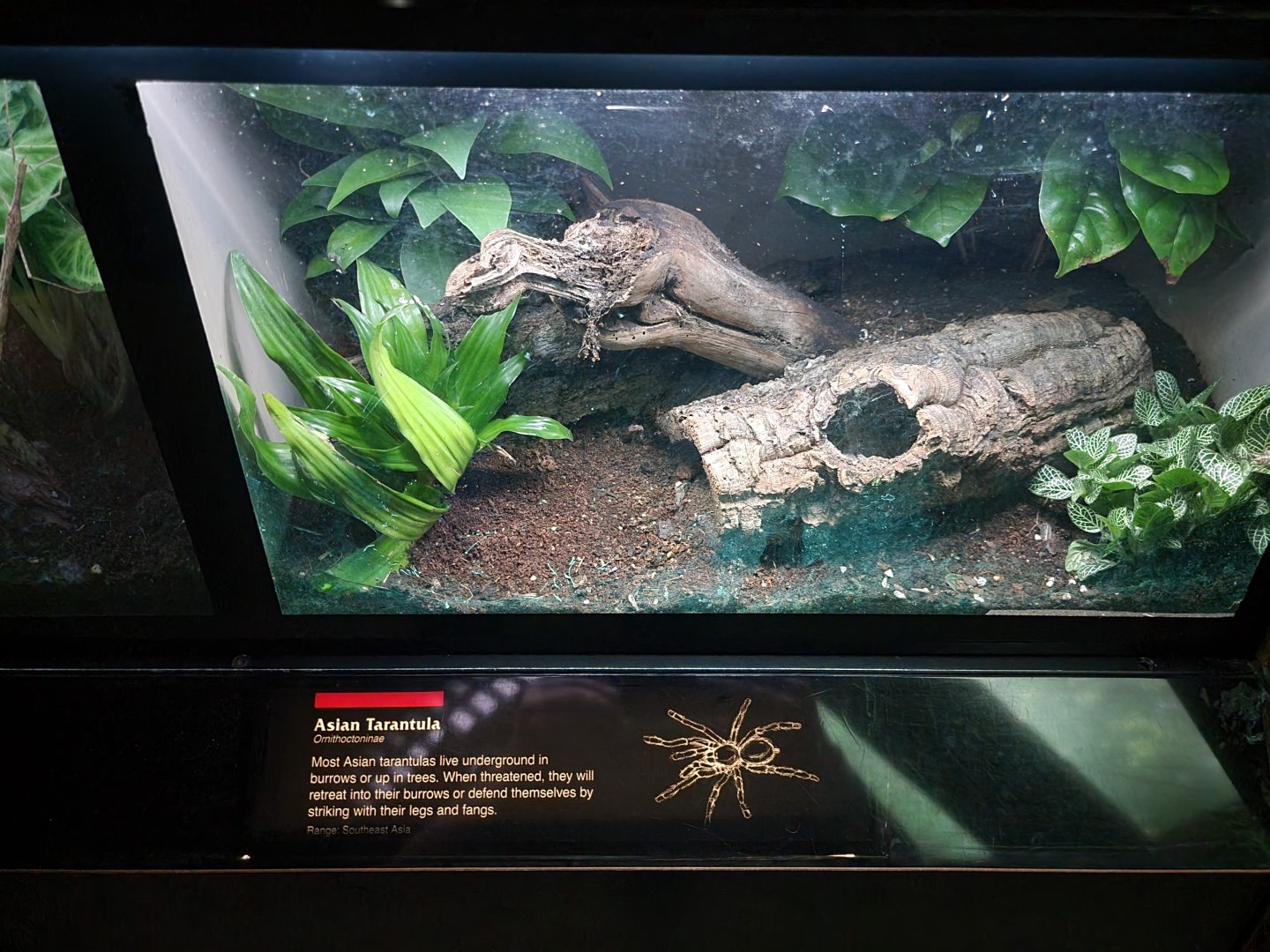 Bronx - JW - Asian tarantula species