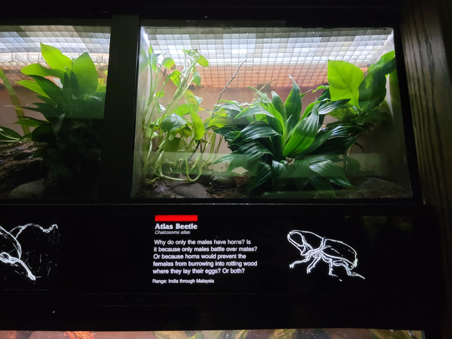 Bronx - JW - Atlas Beetle