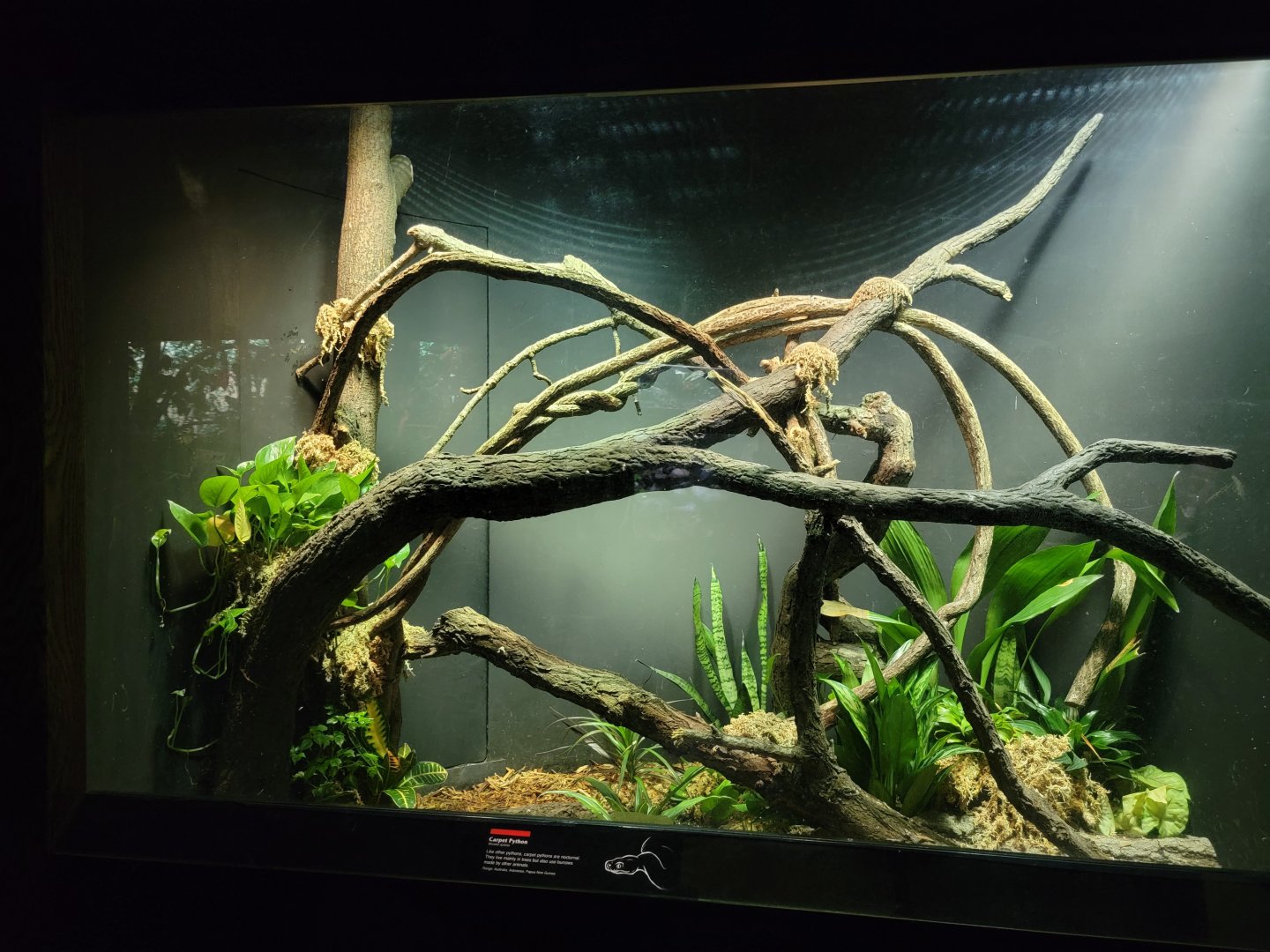 Bronx - JW - Carpet Python