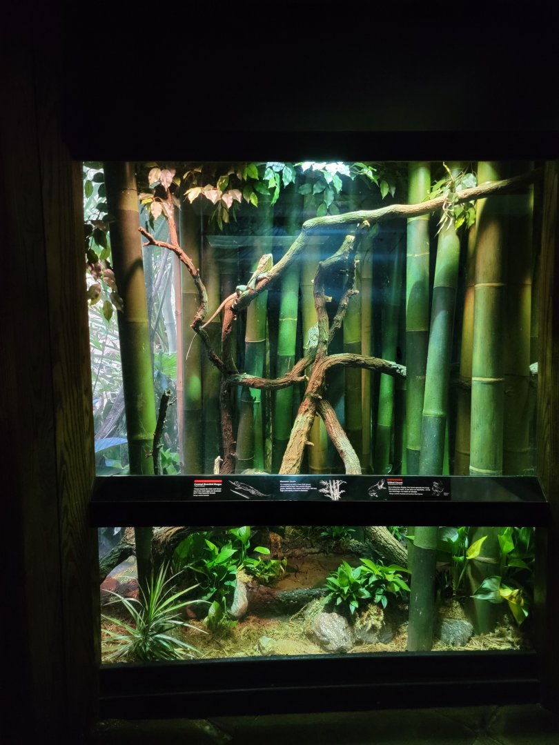 Bronx - JW - Central Bearded Dragon, Frilled Lizard