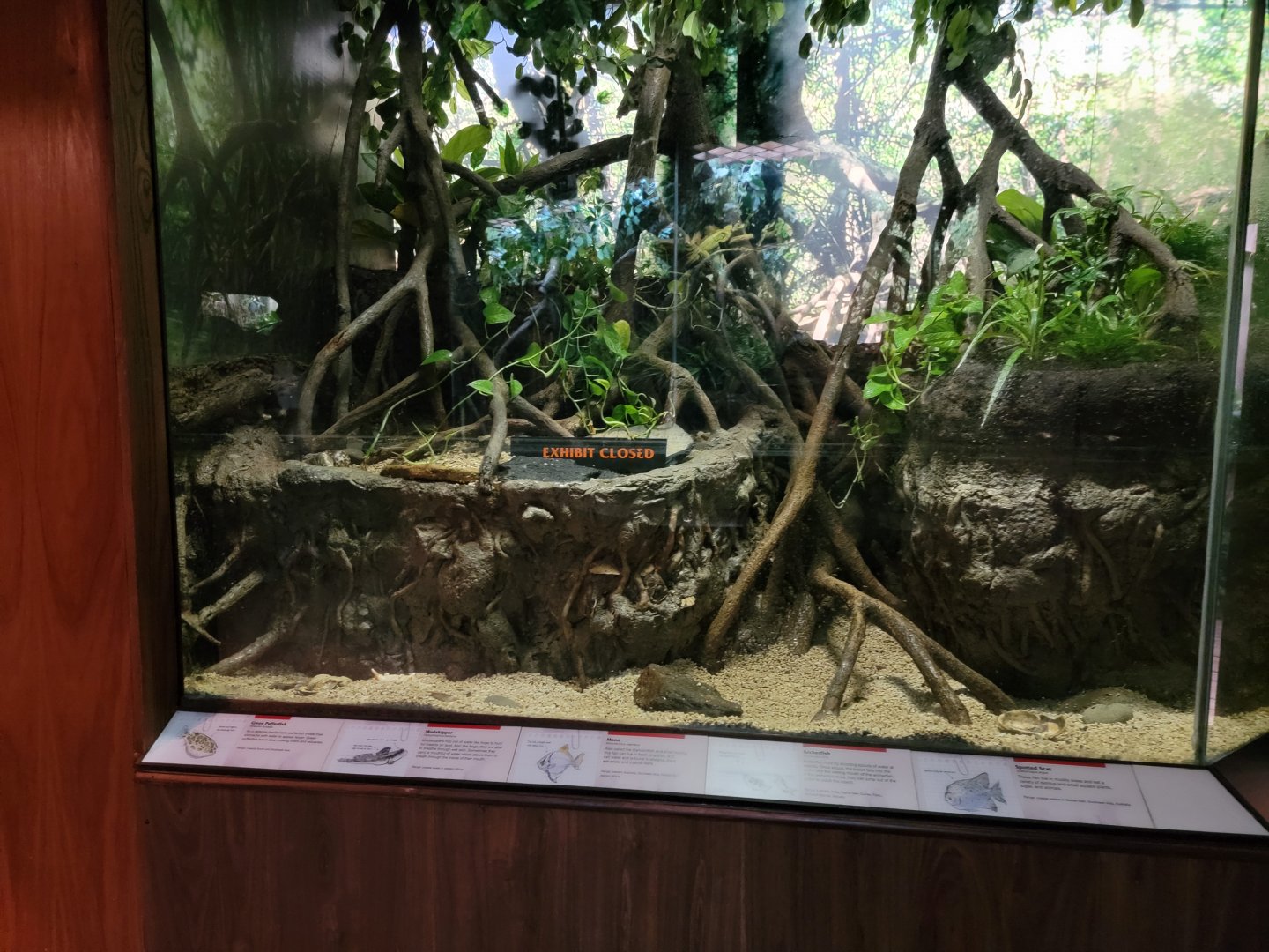 Bronx - JW - (closed) Mudskipper, Green Puffer, Mono