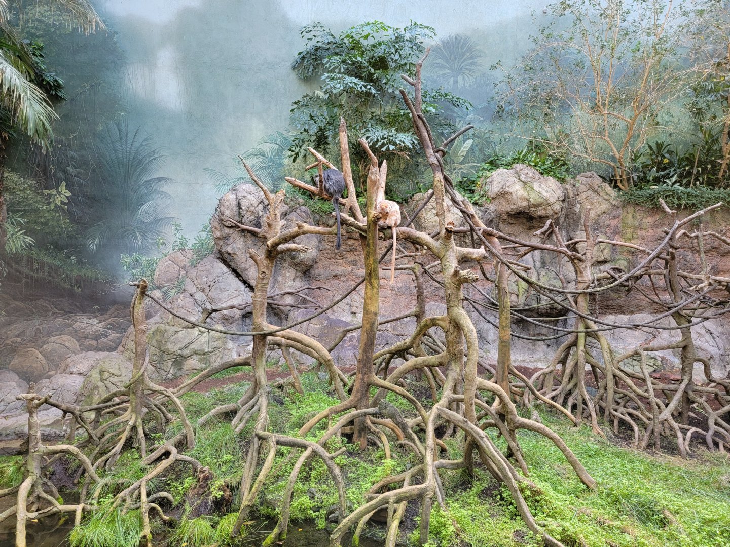 Bronx - JW - Ebony Langur, Philippine Duck