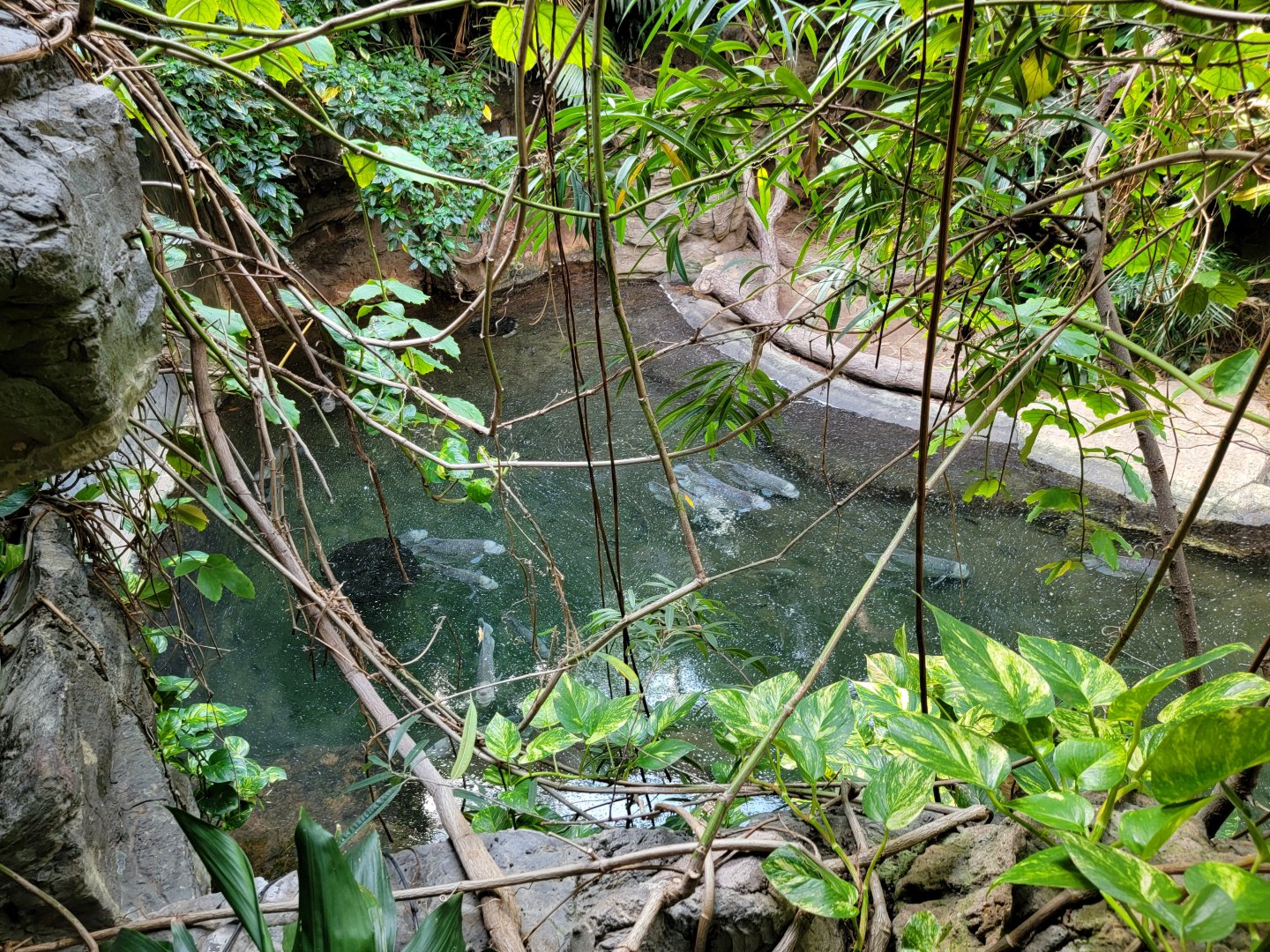 Bronx - JW - Fish (giant gourami?)