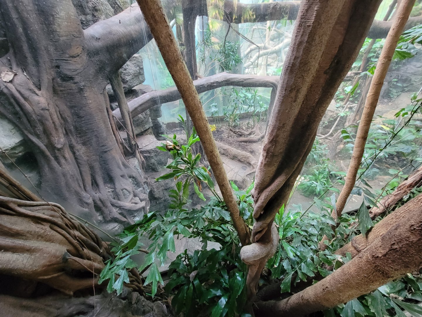 Bronx - JW - Floor of Leopard exhibit; it's really hard to photograph this one