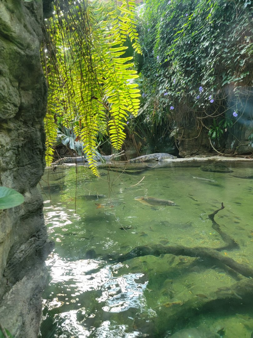Bronx - JW - Gharial
