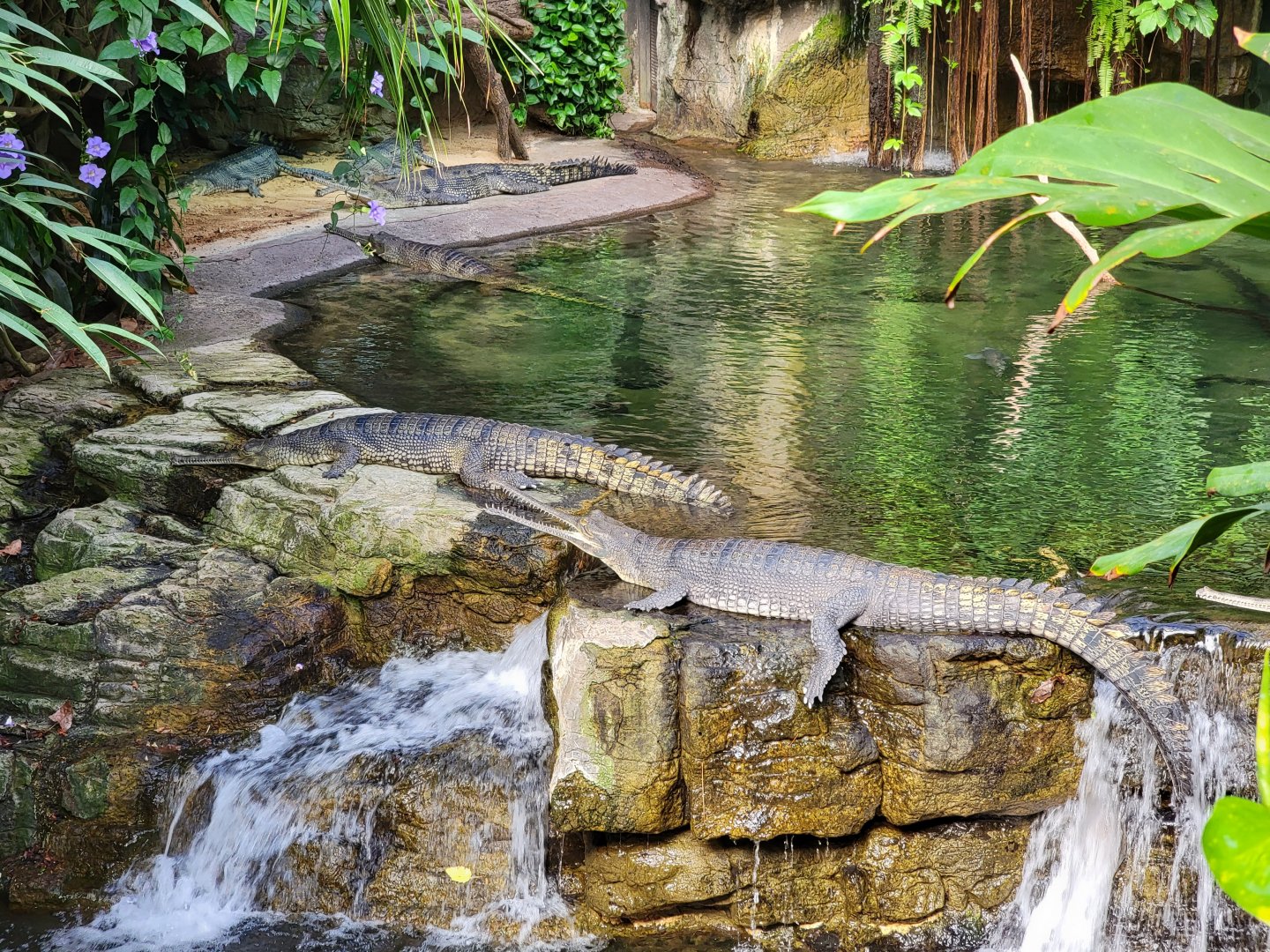 Bronx - JW - Gharials