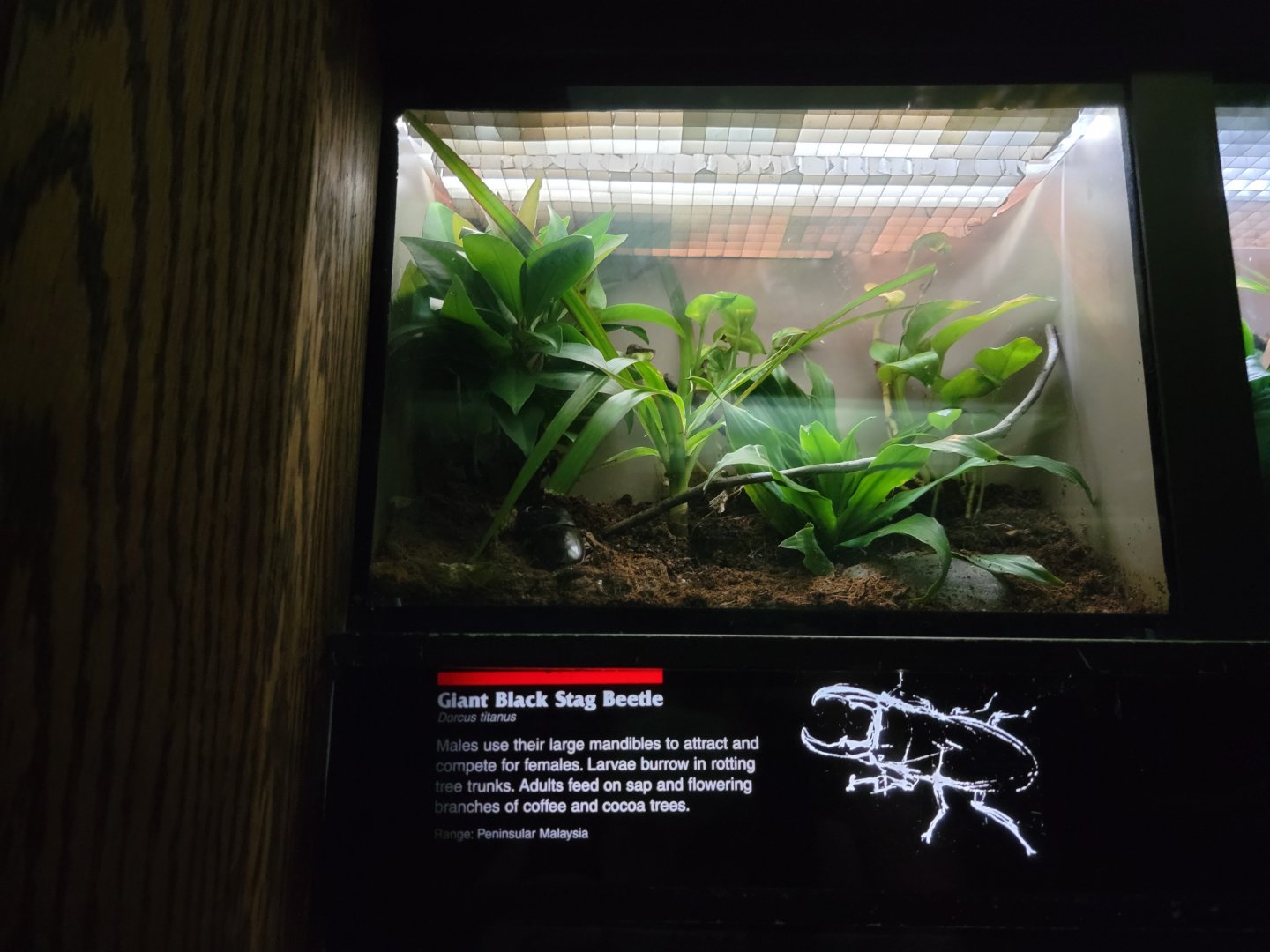 Bronx - JW - Giant Black Stag Beetle