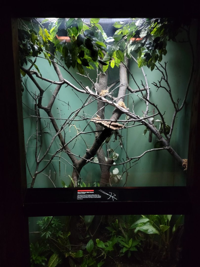 Bronx - JW - Giant Malayan Stick Insect