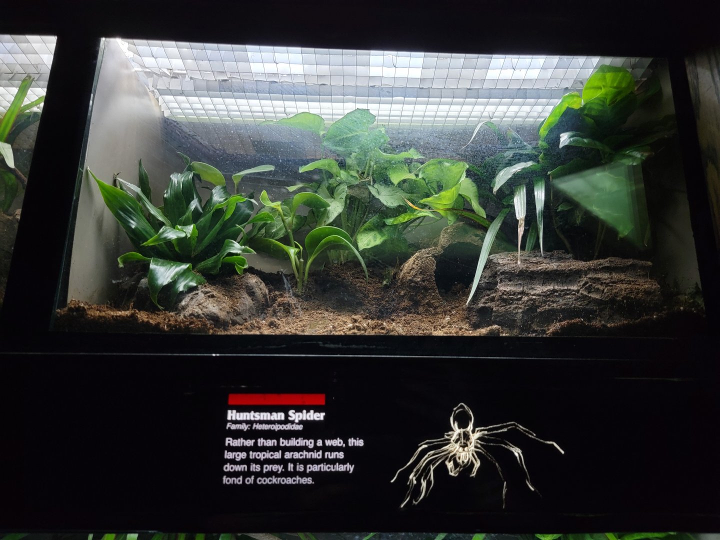 Bronx - JW - Huntsman Spider