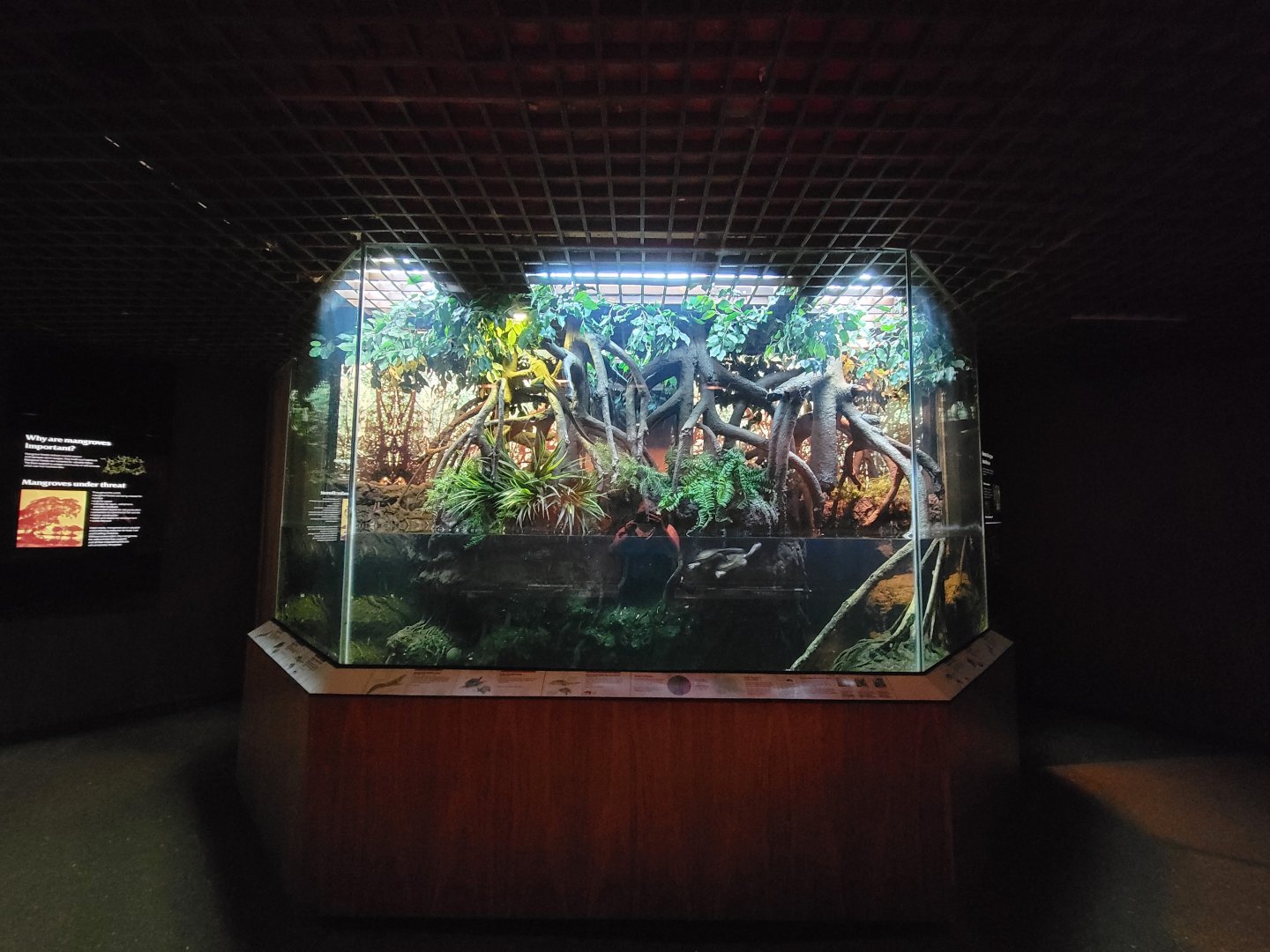 Bronx - JW - Indonesian Sailfin Lizard, Indian Roofed Turtle, Roti Island Snake-necked Turtle