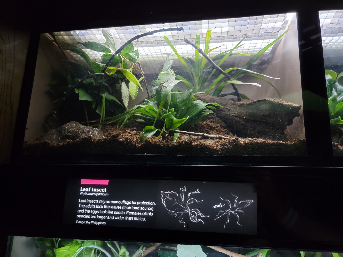 Bronx - JW - Leaf Insect