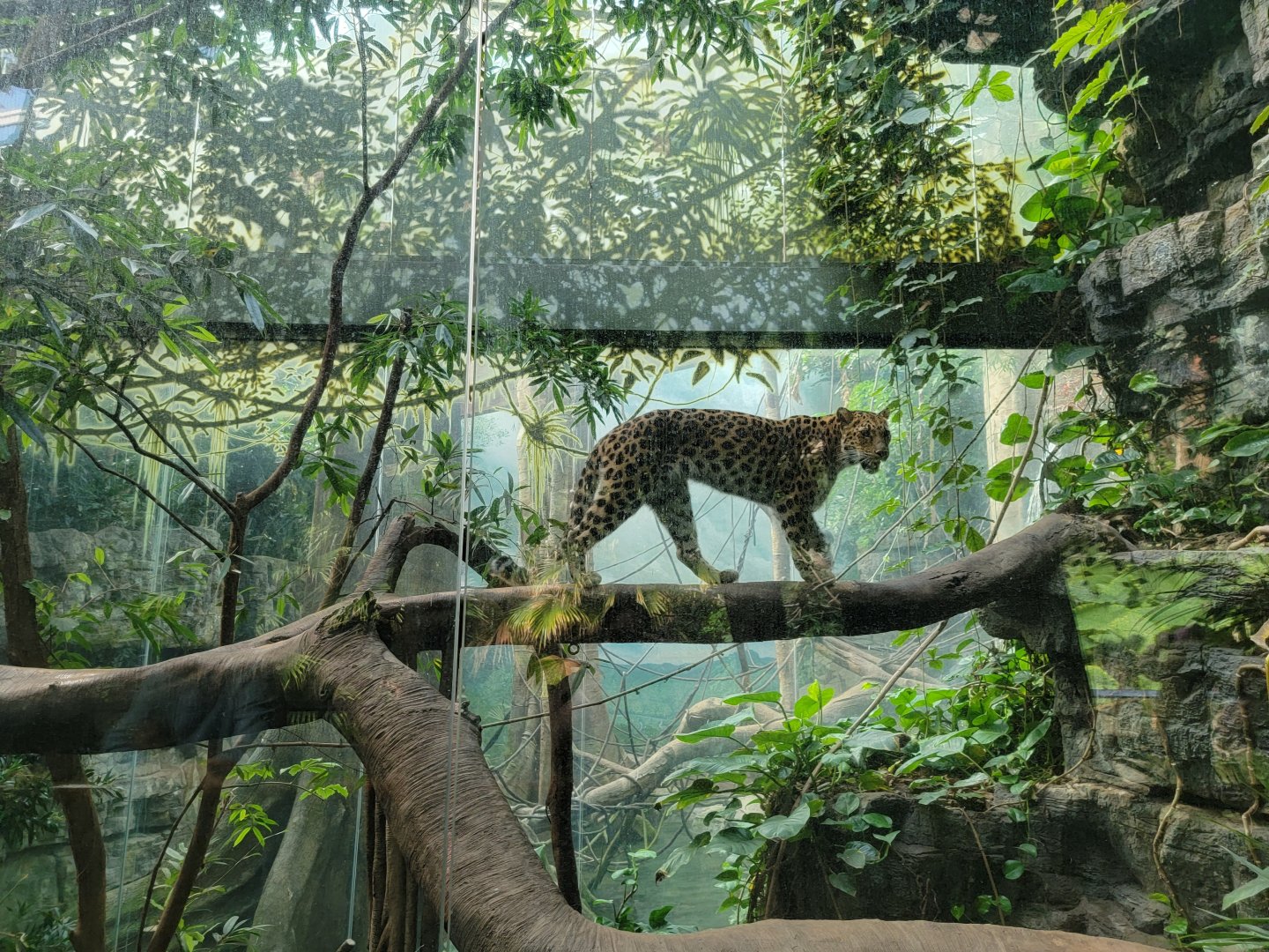 Bronx - JW - Leopard