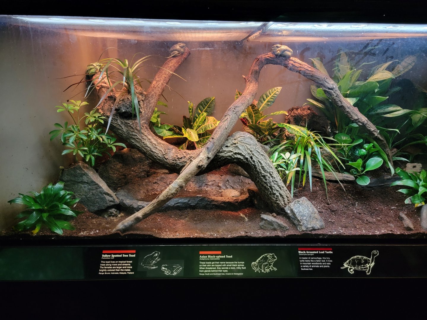 Bronx - JW - Magnificent Tree Frog, Asian Black-spined Toad, Black-breasted Leaf Turtle