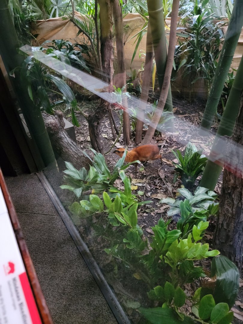 Bronx - JW - Malayan Chevrotain (also Forsten's Tortoise, White-cheeked Gibbon)