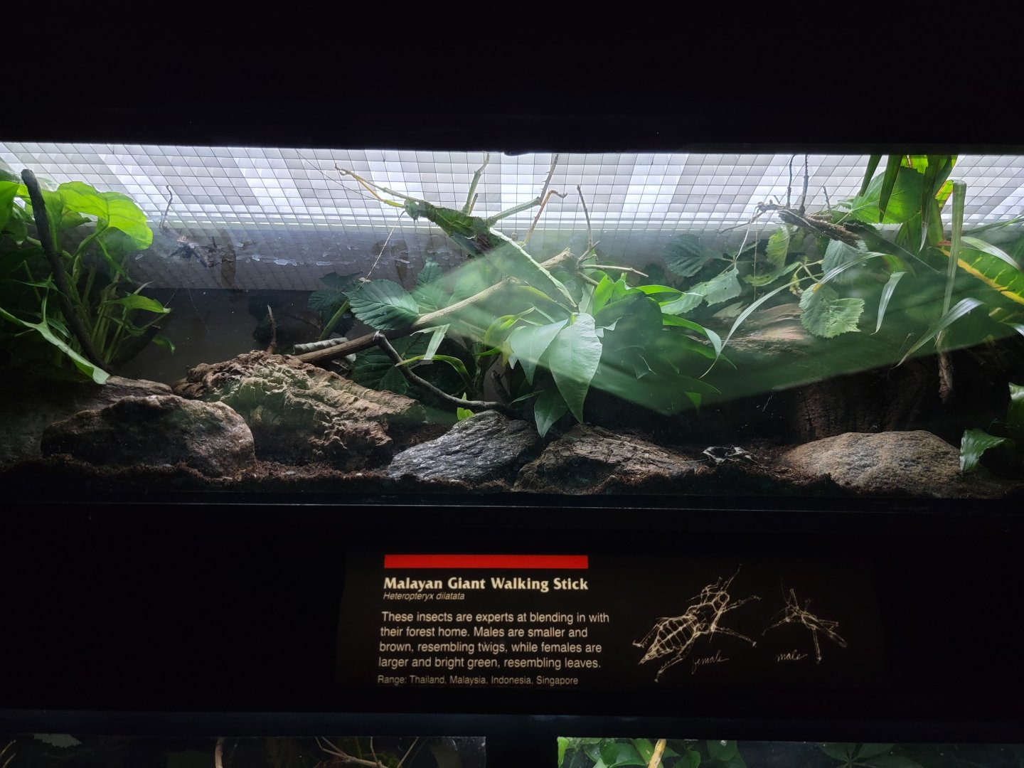 Bronx - JW - Malayan Giant Walking Stick