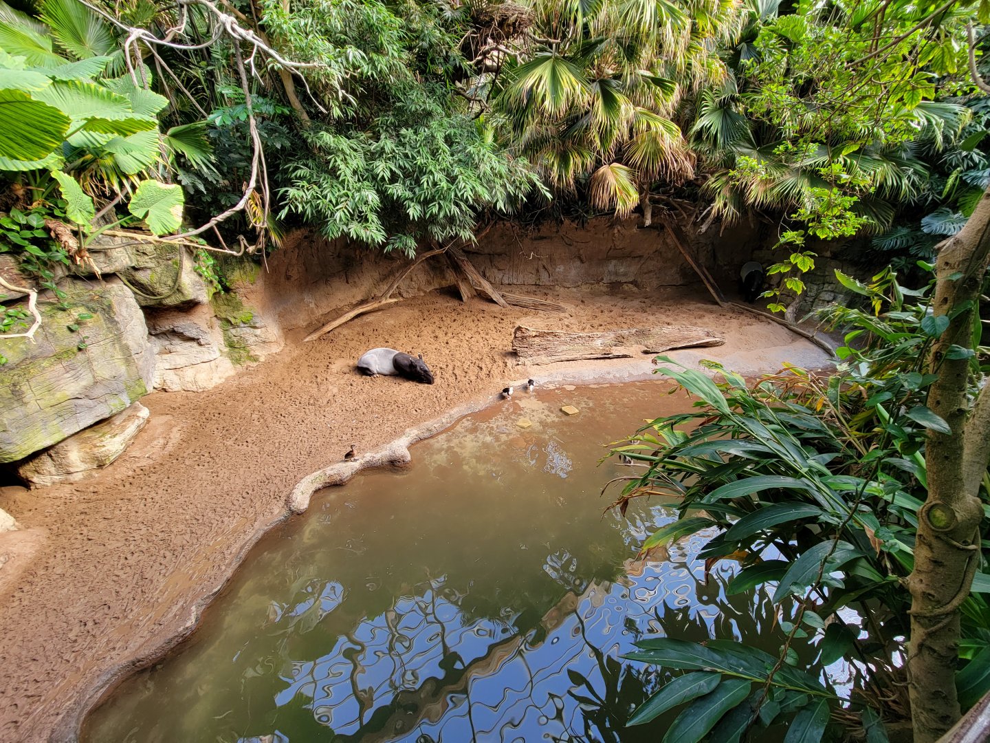 Bronx - JW - Malayan Tapir, Radjah Shelduck, ? brown duck