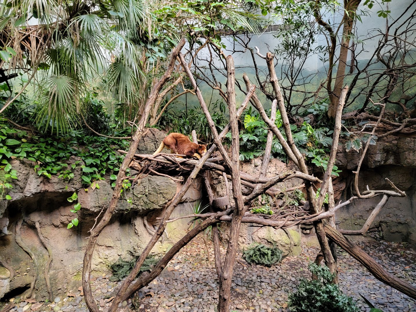 Bronx - JW - Matschie's Tree Kangaroo, also Asian Small-Clawed Otter, Asian Brown Tortoise