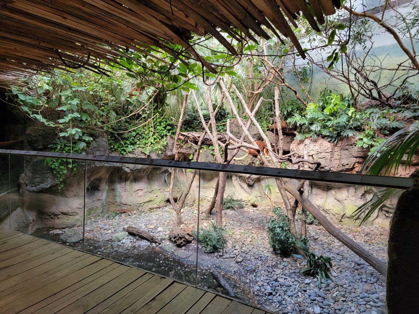 Bronx - JW - Matschie's Tree Kangaroo, also Asian Small-Clawed Otter, Asian Brown Tortoise