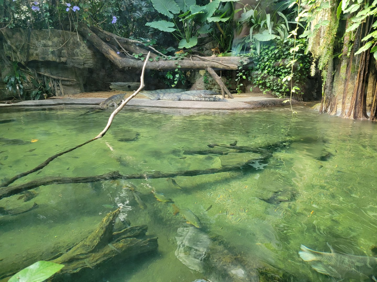Bronx - JW - More gharial