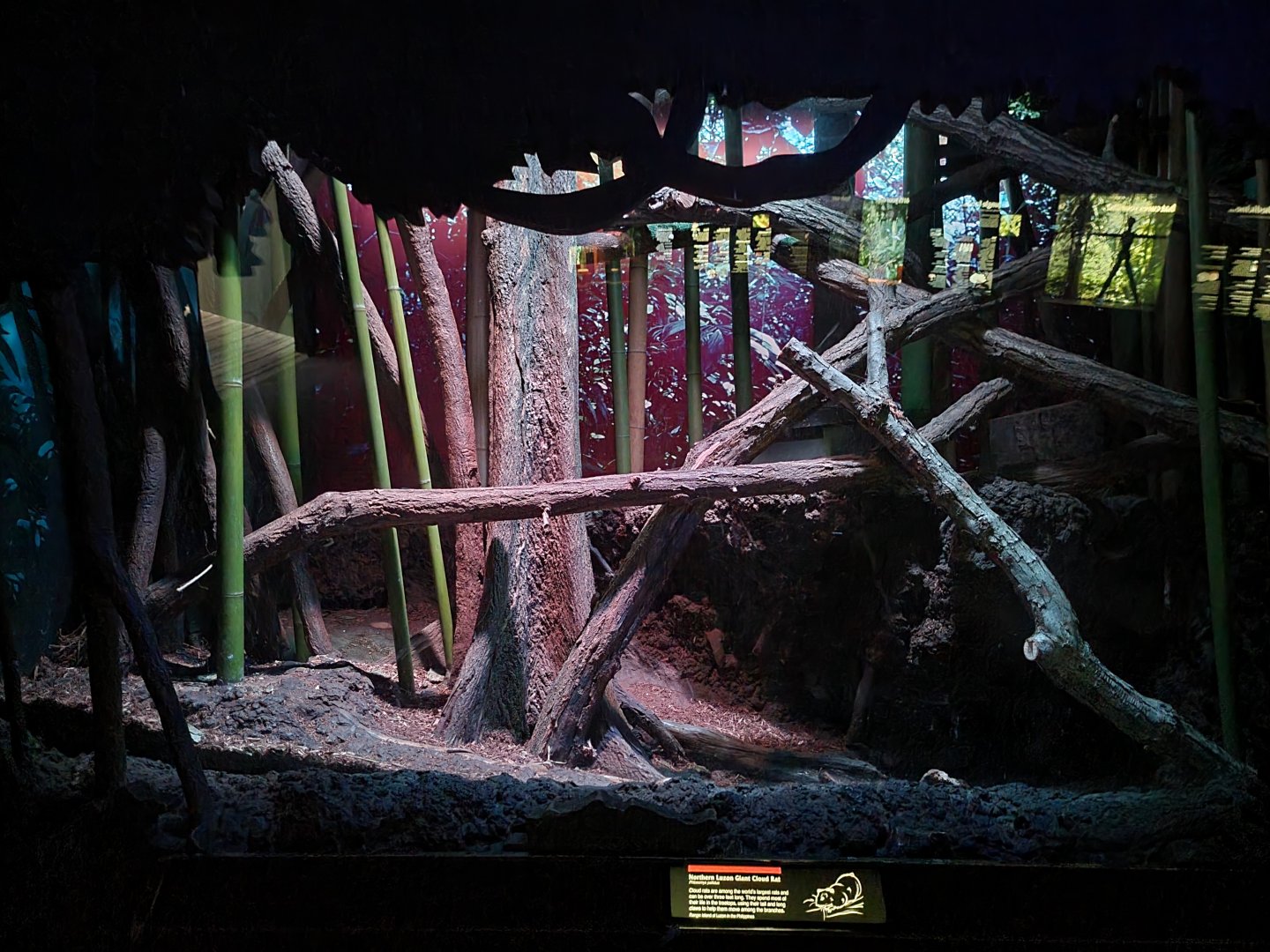 Bronx - JW - Northern Luzon Giant Cloud Rat