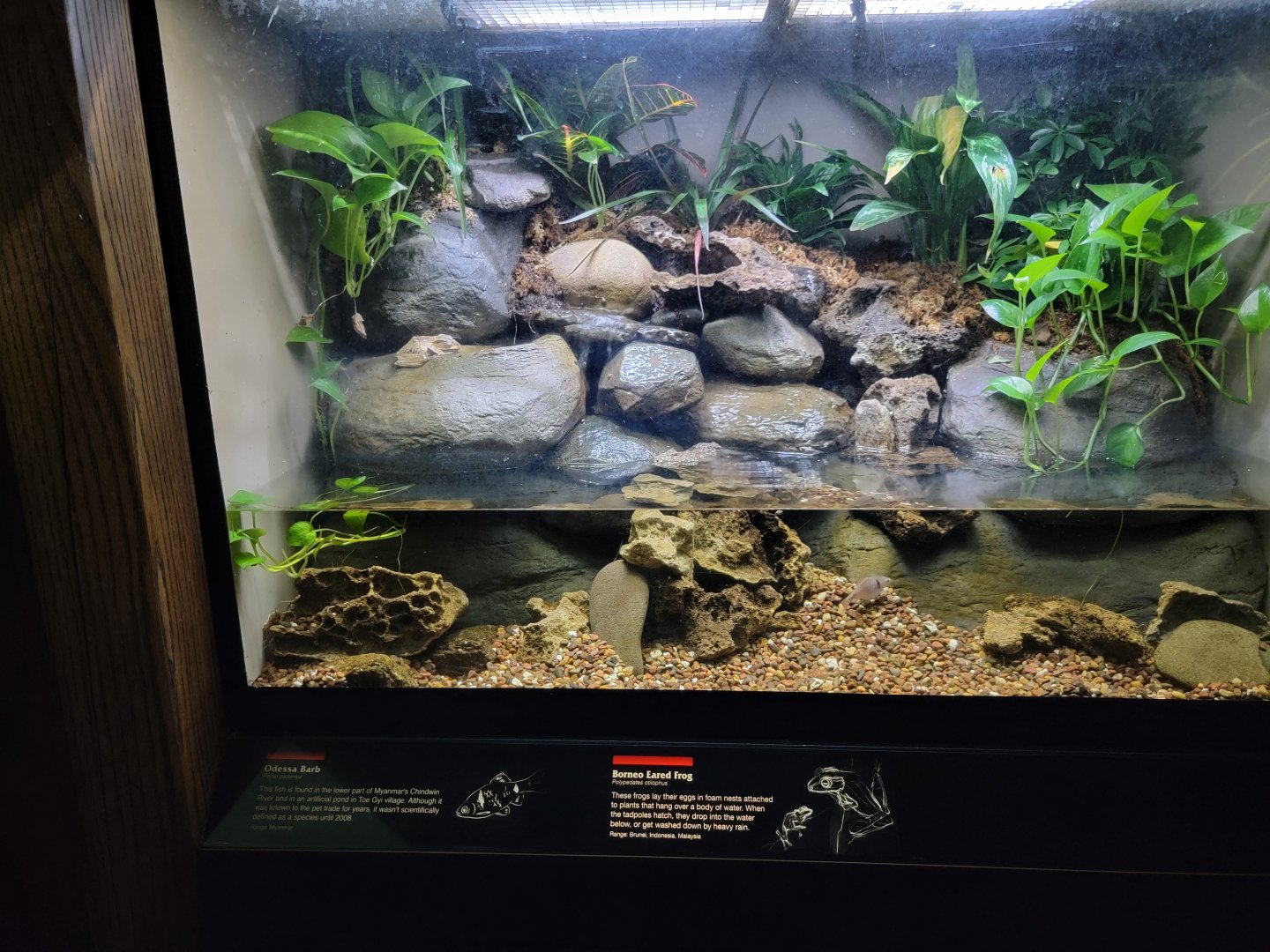 Bronx - JW - Odessa Barb, Borneo Eared Frog