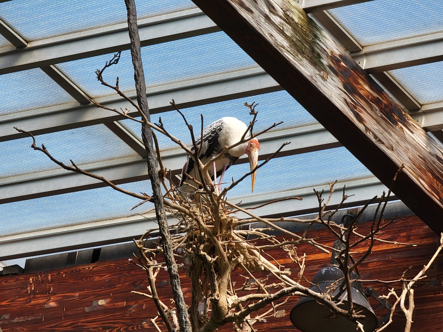 Bronx - JW - Painted Stork