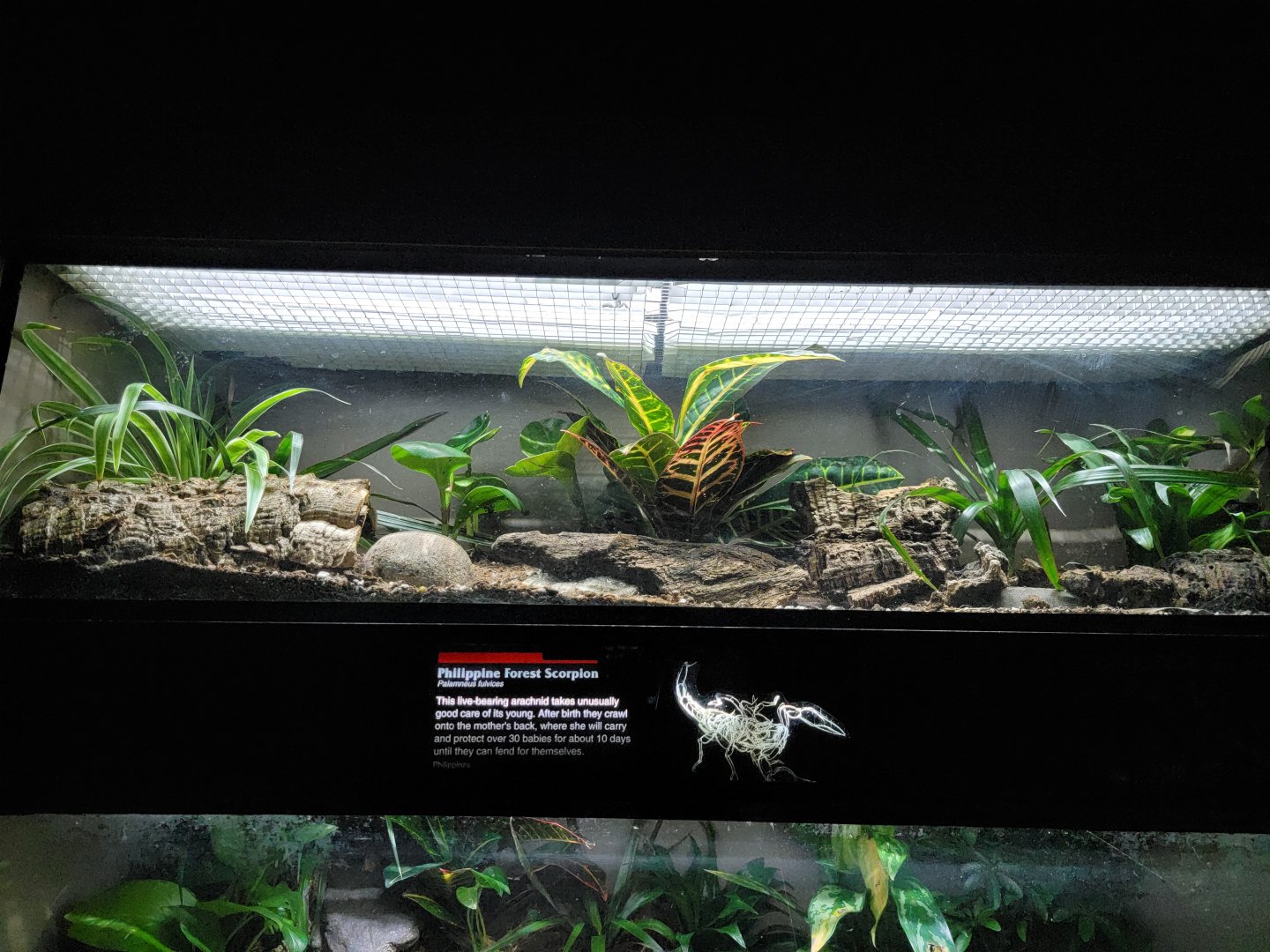 Bronx - JW - Philippine Forest Scorpion