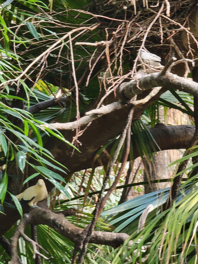Bronx - JW - Pied Imperial Pigeon