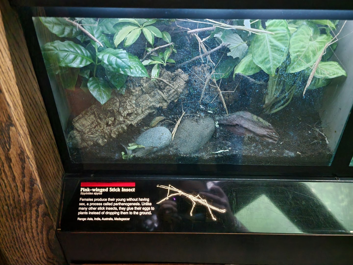 Bronx - JW - Pink-winged Stick Insect