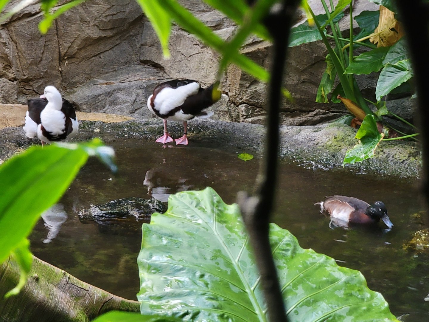 Bronx - JW - Radjah Shelduck, ? right duck