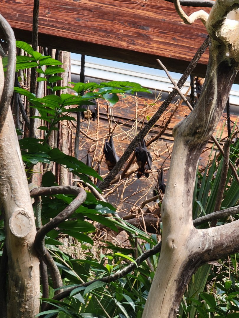 Bronx - JW - Rodrigues Fruit Bats
