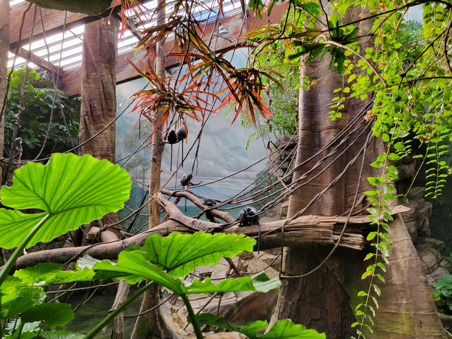 Bronx - JW - Silver Leaf Monkeys