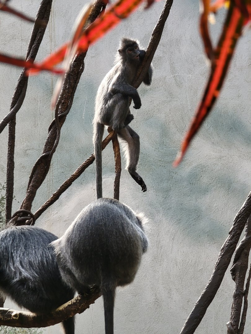 Bronx - JW - Silver Leaf Monkeys