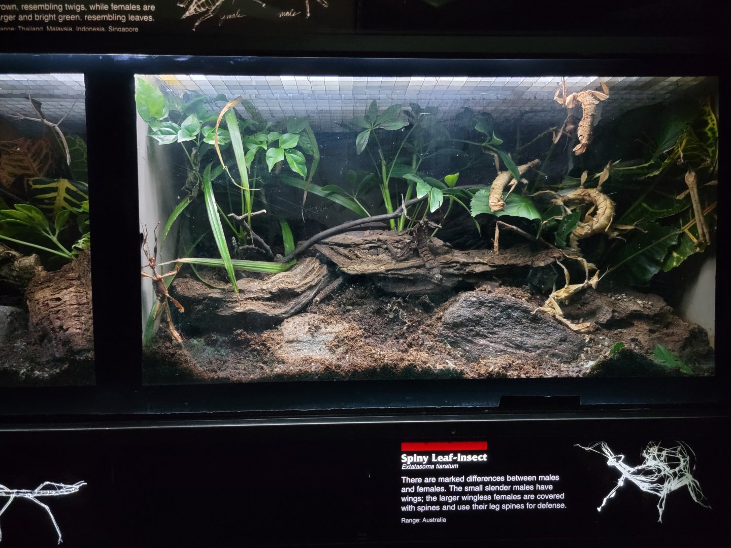 Bronx - JW - Spiny Leaf-Insect