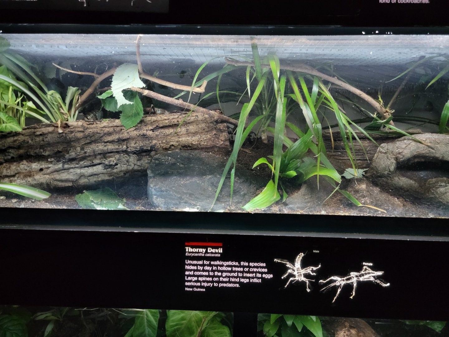 Bronx - JW - Thorny Devil