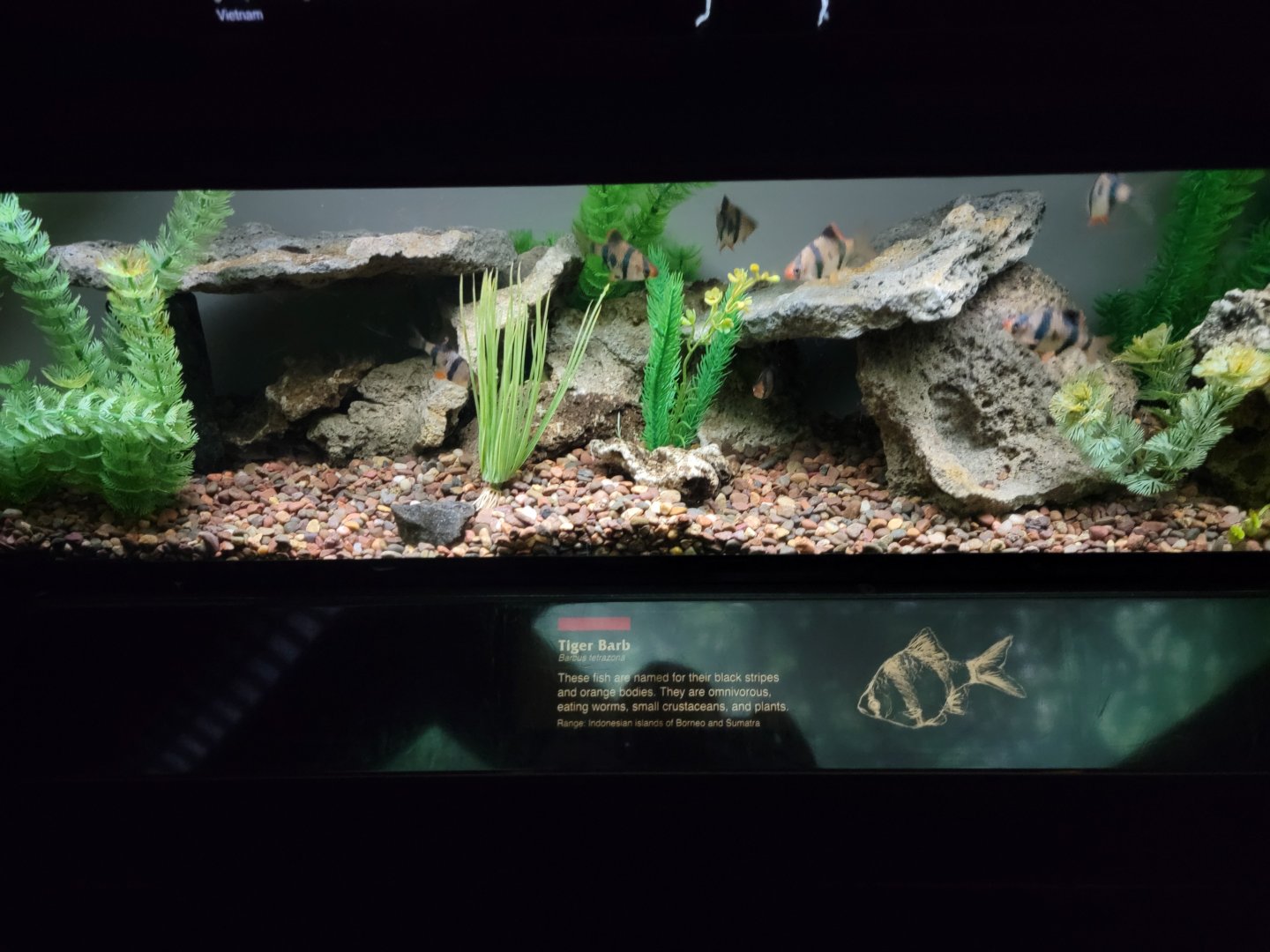 Bronx - JW - Tiger Barb